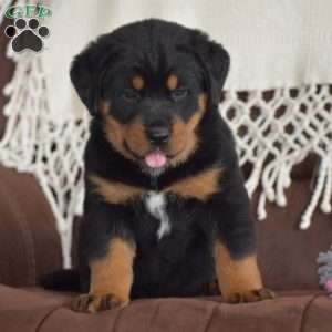 Aurora, Bernese Mountain Dog Mix Puppy